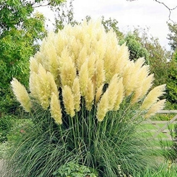 Bijela Pampas Trava 'Bijela Šljiva'