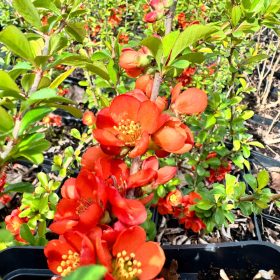 Cvjetovi dunje 'Clementine' (Chaenomeles) P13