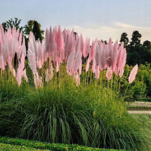 PAMPAS TRAVA ROZA