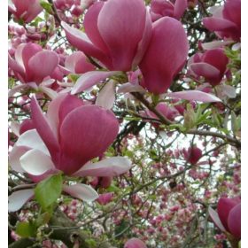   Magnolija Soulangeana, sadnica u posudi od 3 litre - Prekrasan ukrasni cvijet za vaš vrt!