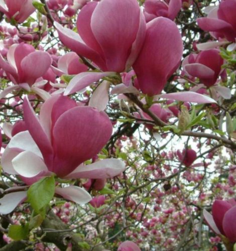 Magnolija Soulangeana, sadnica u posudi od 3 litre - Prekrasan ukrasni cvijet za vaš vrt!