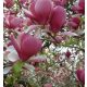 Magnolija Soulangeana, sadnica u posudi od 3 litre - Prekrasan ukrasni cvijet za vaš vrt!