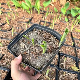    Funkia 'Blue Angel' U LOKSIJI P16, trogodišnja, dobro ukorijenjena (Hosta)