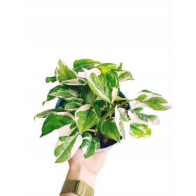 Epipremnum 'N Joy u posudi od 0,5-1l