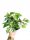 Epipremnum 'N Joy u posudi od 0,5-1l