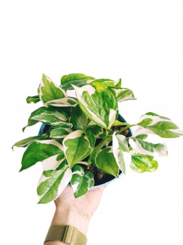 Epipremnum 'N Joy u posudi od 0,5-1l