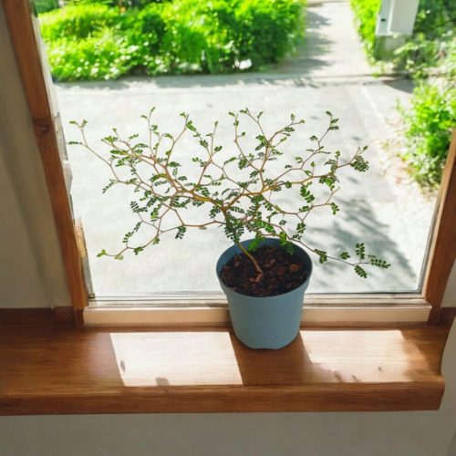 Sophora Prostrata Mini Baby "Minijaturna Akacija" Biser