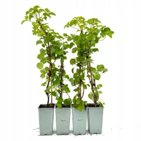   Hortenzija penjačica Petiolaris (Hydrangea anomala Petiolaris) 40-60 CM SET od 4 komada
