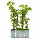 Hortenzija penjačica Petiolaris (Hydrangea anomala Petiolaris) 40-60 CM SET od 4 komada