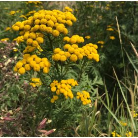  GODIŠNJA MURGIJA NA KOMARCE, KRPELJE, UKRASNO SJEME