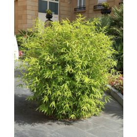 Bambus Fargesia Mrazootporni P14