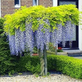   Glicinija 'Carolina' - Najveće cvjetnice na svijetu sadnica u posudi 1-2l 40 cm