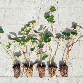 Ivy Hedera Helix Pakiranje do 200 Komada u FV Multipaleti