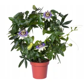 Plavi pasiflora s cvjetovima P13