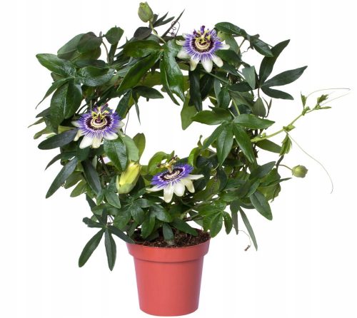 Plavi pasiflora s cvjetovima P13