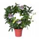 Plavi pasiflora s cvjetovima P13