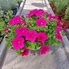 Ružičasta Petunia Hybrida Hot Pink u posudi od 2-3 litre