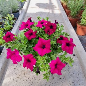 Malina Petunia Hybrida u posudi od 2-3 litre