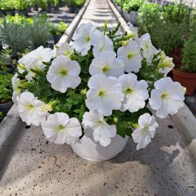 Petunia Hybrida Biseri Bijeli sadnica u posudi od 2-3 litre