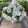 Petunia Hybrida Biseri Bijeli sadnica u posudi od 2-3 litre