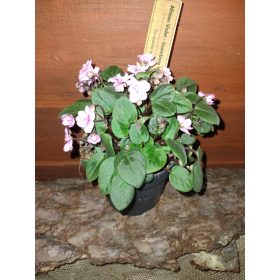 FIOLEK AFRYKAŃSKI U POSUDI OD 0,5 L