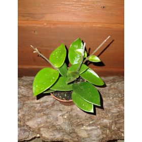 HOYA CHOUKE sadnica u posudi do 0,5l