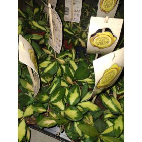 Hoja DS 70 sadnica u posudi od 0,5l