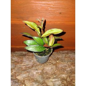 Hoja Rosita sadnica u posudi od 0,5l