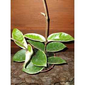 HOJA CRIMSON QUEEN 0,5l sadnica u posudi