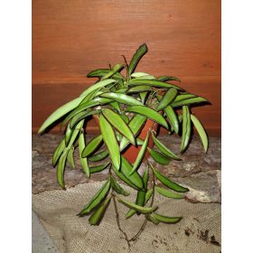 Hoya WAYETTI sadnica u posudi od 0,5l