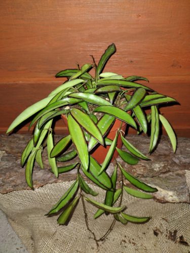 Hoya WAYETTI sadnica u posudi od 0,5l
