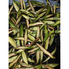 Hoya Wayetti Tricolor sadnica u posudi od 0,5l