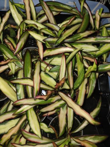 Hoya Wayetti Tricolor sadnica u posudi od 0,5l