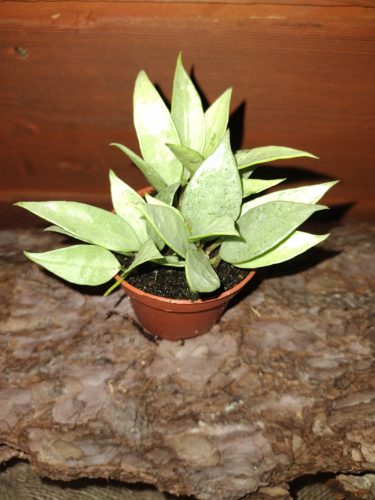 Hoya LACUNOSA MINT Roža u posudi od 0,5l