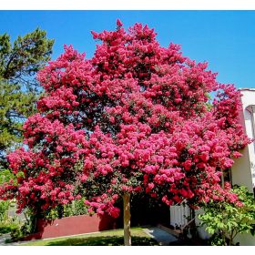   Lagerstroemia Indica Pink Grm Lagerstromia s najduljim cvjetanjem SADNJA