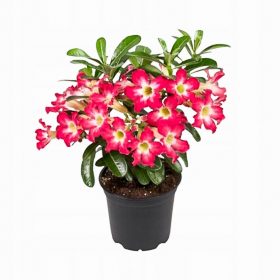 ADENIUM OBESUM XL ROZA PUSTYNI VELIKA GUSTA sadnica 35-50 CM