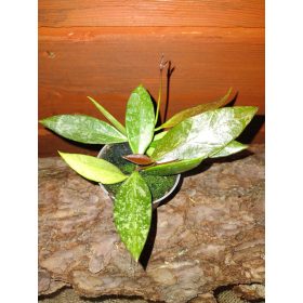 HOJA GRACILIS SADNICA U POSUDI OD 0,5L