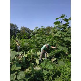 Maleno CARP Paulownia Oxytree Oxigen Drvo Jamstvo