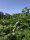 Maleno CARP Paulownia Oxytree Oxigen Drvo Jamstvo