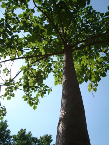 Paulovnija Karpy Oxytree Jamstvo
