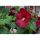 Crveni Močvarni Hibiskus Visokih Performansi
