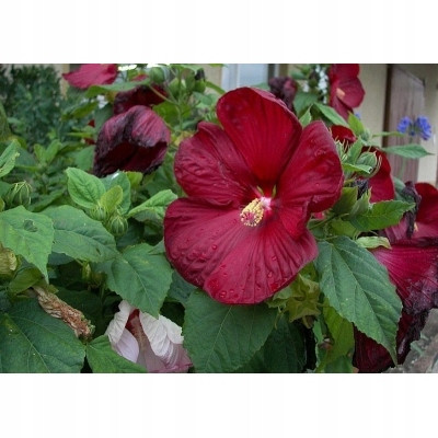 Crveni Močvarni Hibiskus Visokih Performansi