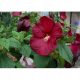 Crveni Močvarni Hibiskus Visokih Performansi