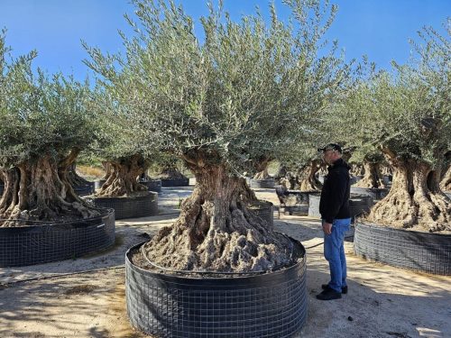 EUROPSKO MASLINO BONSAI OLEA EUROPEA 69/22