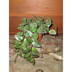 HOJA KROHNIANA SPLASH