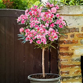 Nerium Oleander Pink HIT XXL DEBLJI PINK NA DEBLJU