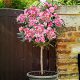 Nerium Oleander Pink HIT XXL DEBLJI PINK NA DEBLJU