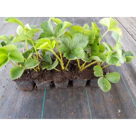 SENJA SENGANA sjeme jagode