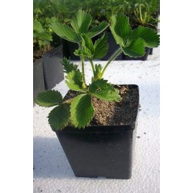 Sjeme jagode Florence, jako kasne sadnice