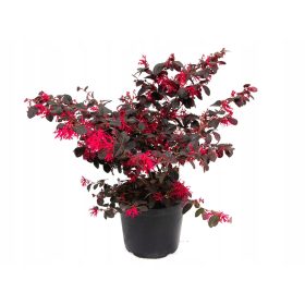   Crni biser HIT * LOROPETALUM CHINENSE crveni grm SJEDNICA 40 CM